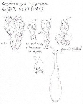 Vorschaubild Cryptocarya impressa Miq.